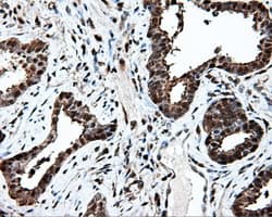PSMC3 Antibody (clone OTI6E10)