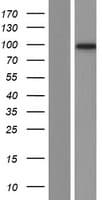 PPP1R13L / iASPP Protein (Over-Expression Lysate Myc-DDK (Flag))