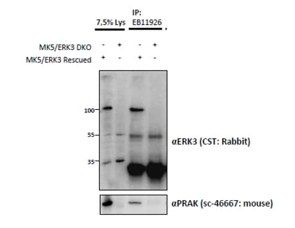 IHC-plus™ MAPK6 / ERK3 Antibody (aa683-694)