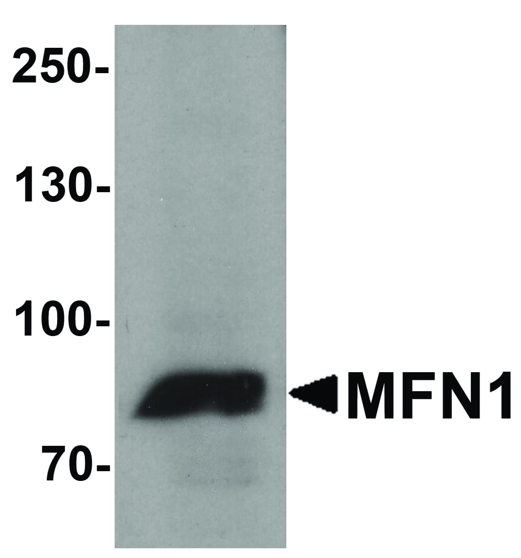IHC-plus™ Polyclonal Rabbit anti-Human MFN1 Antibody (IHC, WB)