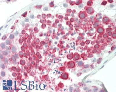 BRD9 Antibody (aa51-100)