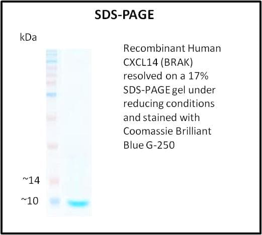 Human BRAK / CXCL14 Protein (Recombinant)