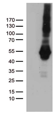 PDCD2L Antibody (clone OTI4H4)
