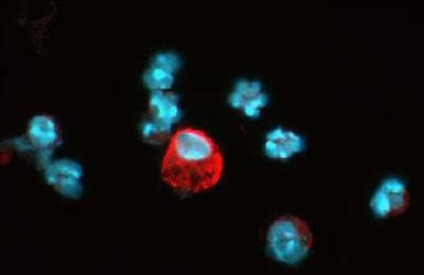 HIF1A / HIF1 Alpha Antibody (aa329-530, clone ESEE122, DY650)
