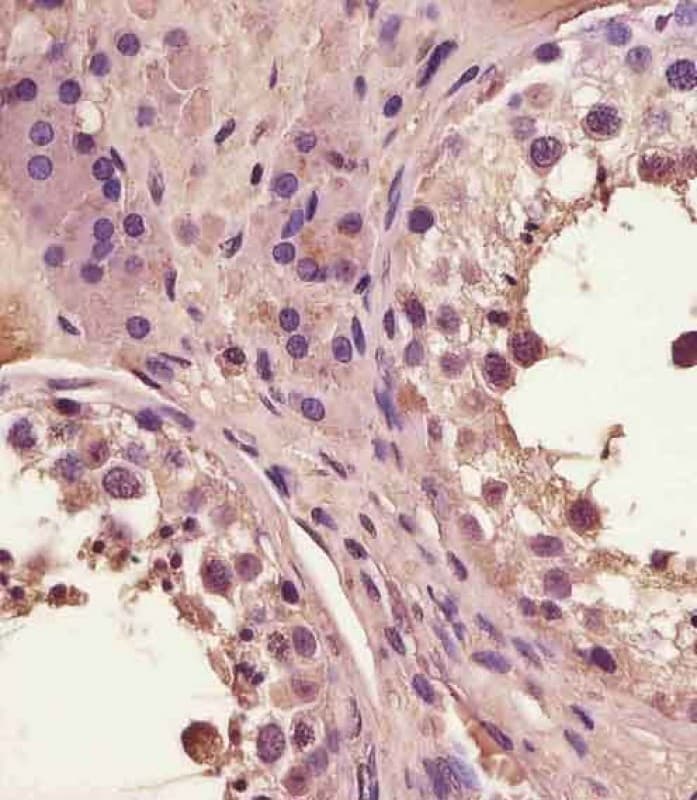 FAM3A Antibody (C-Terminus)