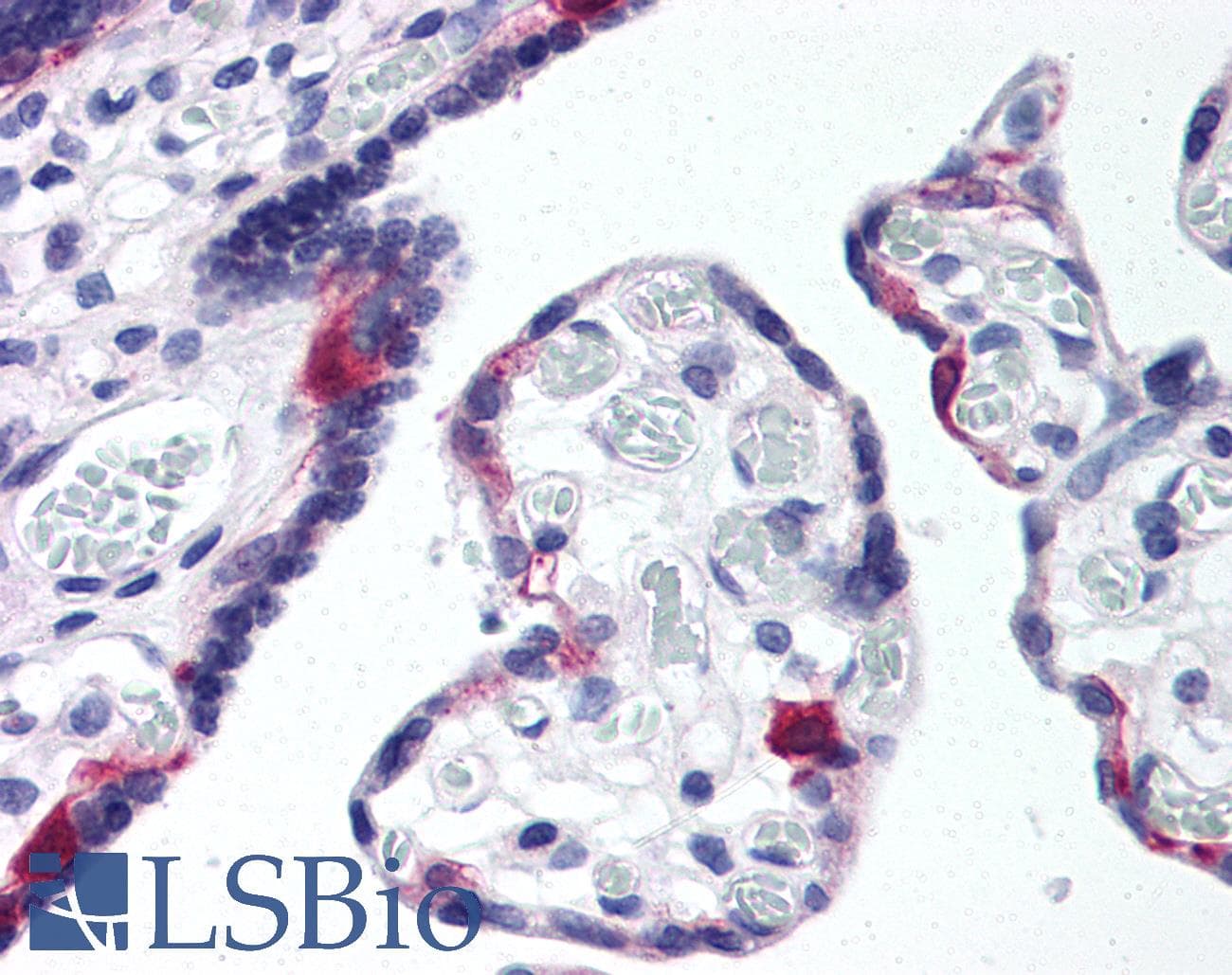 IHC-plus™ APOER2 / LRP8 Antibody (aa863-963)