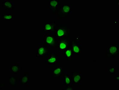HIST1H1C Antibody