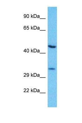 Polyclonal Rabbit anti-Human OR7G2 Antibody (C-Terminus, WB)