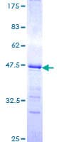 Human RXTA / RXR-Alpha Protein (Recombinant GST, N-terminus)