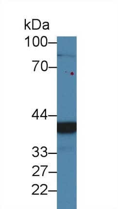 CHRDL1 Antibody (aa272-447, Biotin)