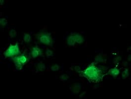 CDK2 Antibody (clone OTI1A8)
