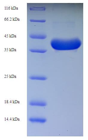 Human IL3 Protein (Recombinant GST)