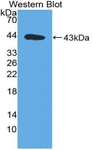 MIA / CD-RAP Antibody (aa36-127, HRP)