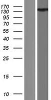 ANKS1B Protein (Over-Expression Lysate Myc-DDK (Flag))