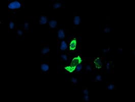 Monoclonal Mouse anti-Human ENPEP / Aminopeptidase A Antibody (clone OTI1D4, IHC, IF, WB)