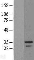 MSANTD3 Protein (Over-Expression Lysate Myc-DDK (Flag))