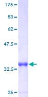 Human LSM6 Protein (Recombinant GST)