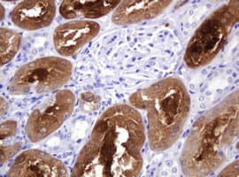 BBOX1 / BBOX Antibody (clone OTI8A8)