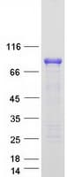 Human FOXO3 / FOXO3A Protein (Recombinant Myc-DDK (Flag))