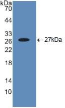BID Antibody (aa1-195, APC)