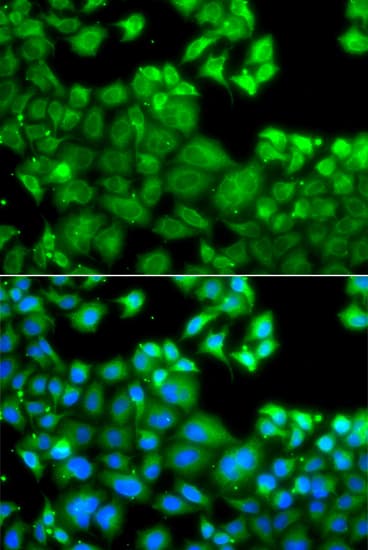 IPAF / NLRC4 Antibody