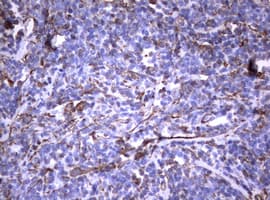 Vimentin Antibody (clone OTI1A9)