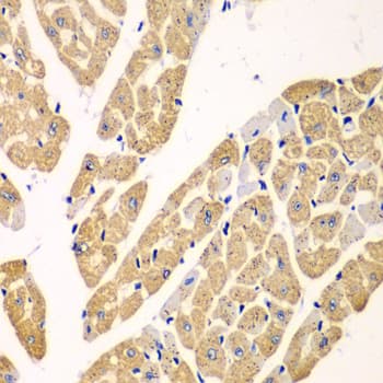 KYNU Antibody