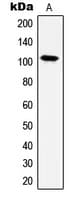 HSPH1 / HSP105 Antibody (C-Terminus)