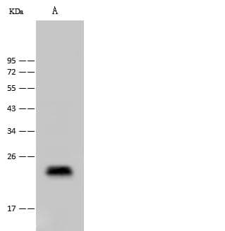 CLEC3B / Tetranectin Antibody (Preservative Free)