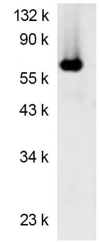 Firefly Luciferase Antibody (N-Terminus, clone Luci17)
