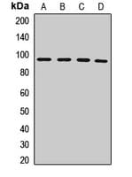 Polyclonal Rabbit anti-Human PMS2 Antibody (IF, WB)