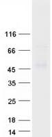 Human WDSUB1 Protein (Recombinant Myc-DDK (Flag))
