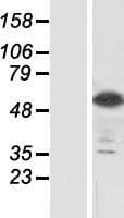 SIGLEC8 Protein (Over-Expression Lysate Myc-DDK (Flag))
