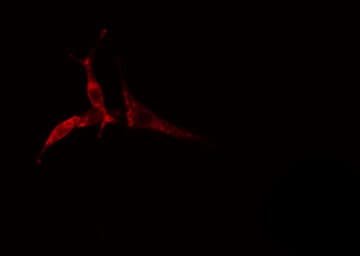 HLA-DOA Antibody