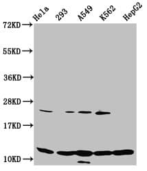 Polyclonal Rabbit anti-Human HIST1H4I Antibody (WB)