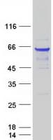 Human BECN1 / Beclin-1 Protein (Recombinant Myc-DDK (Flag))
