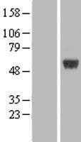 ARRDC1 Protein (Over-Expression Lysate Myc-DDK (Flag))