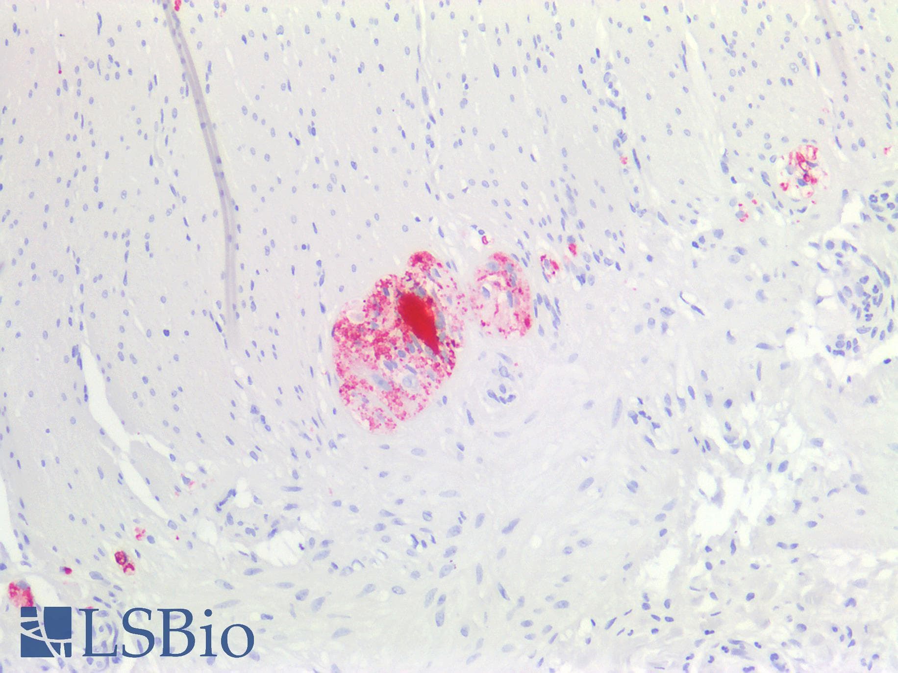 PathPlus™ Polyclonal Rabbit anti-Human CALB2 / Calretinin Antibody (IHC, WB)