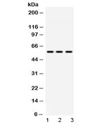 MPP1 Antibody