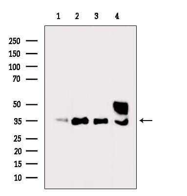 EFNB2 / Ephrin B2 Antibody