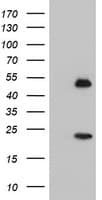 NUCB1 / Nucleobindin Antibody (clone OTI2A5)
