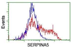 SERPINA5 / PCI Antibody (clone OTI1C4)