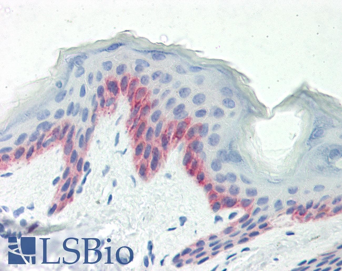 IHC-plus™ B3GNT7 Antibody (aa256-282)