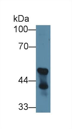 CNPase Antibody