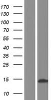 SPANXC / SPANX-C Protein (Over-Expression Lysate Myc-DDK (Flag))