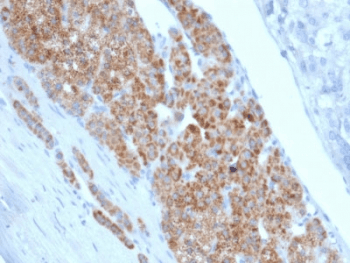 STAR Antibody (clone STAR/2140)