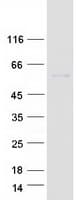 Human BTN3A1 / CD277 Protein (Recombinant Myc-DDK (Flag))