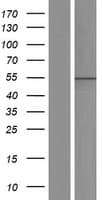 AGFG1 Protein (Over-Expression Lysate Myc-DDK (Flag))
