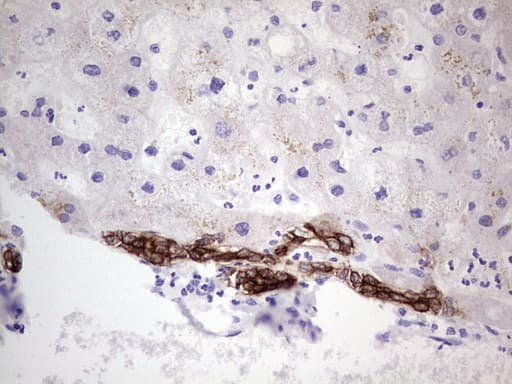 Peripherin Antibody (clone OTI3F4)