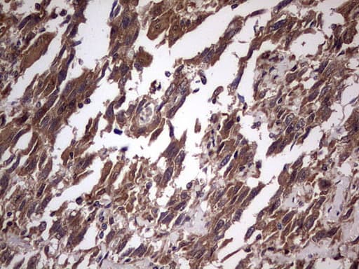 UFD1L Antibody (clone OTI8G6)